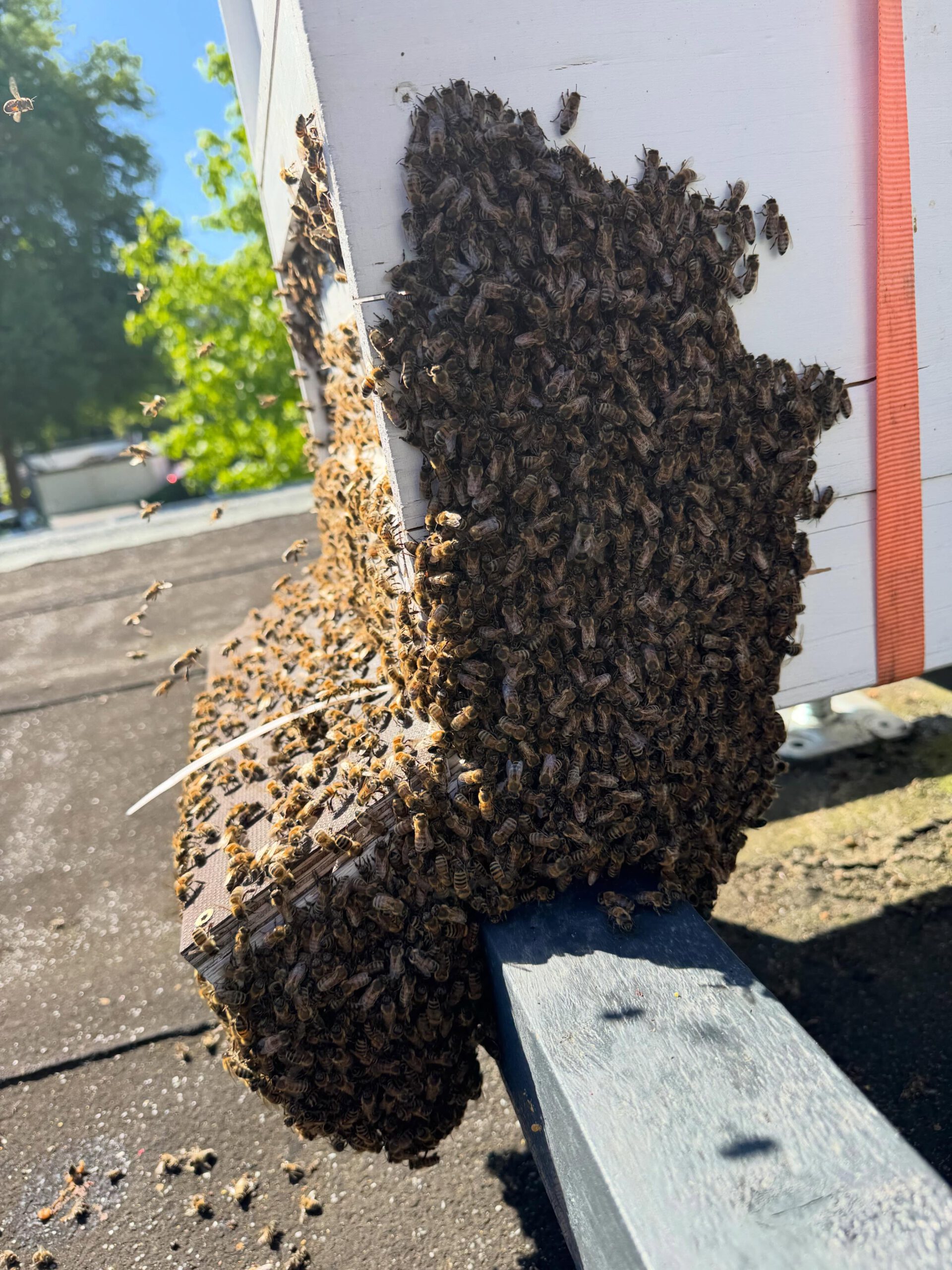 Sieht komisch aus oder ? Ist es aber garnicht. Den Bienen ist es manchmal auch zu warm. Deswegen regulieren Sie die Temperatur im Bienenstock auch mal in dem sie sich draußen sammeln wenn die Belüftung nicht so klappt wie es gewünscht ist.
